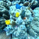 BALL ROCK | 【쉰일곱번 57번째 나홀로 여행 ; 꼬따오 - 꼬리뻬 투어】 제 1탄 내 고향 꼬따오(Koh Tao) !!! (Feat...