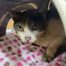 고양이이야기 이미지