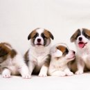 성남동물병원 이미지