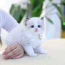 수원고양이분양 고사남 본점 이미지