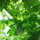 여주-0026 이미지