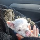 연경동물병원 이미지