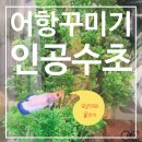 나무물꼬기 | 은신처 그득한 어항꾸미기, '오냥이와 물꼬기' 소형인공수초로 베타암컷항을 만들어 보았어요~!