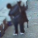 나무애견유치원 이미지