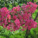 한여름 분홍꽃 향기의 배롱나무꽃. 이미지