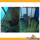 (주)펫에어라인 이미지