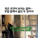 미천한 개들도 죽은 주인을 저토록 잊지 못하는데..(261019, 네블퍼옴) 이미지