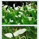 삼백초 | 닥터파이토 파이토블락 코엔 삼백초 추출물 효과 내돈내산 복용후기!