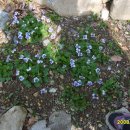 청강농원 이미지