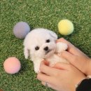 도그마루 강아지 고양이 양산화명점 이미지