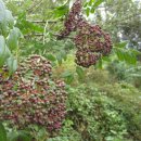 산초나라