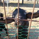 대가야농촌문화체험특구 캠핑장 이미지