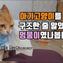 개냥이 이미지
