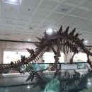 사립강원종합박물관 이미지