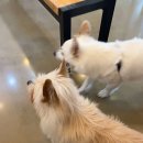 THE힘찬동물병원 이미지