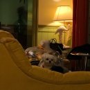 딩가댕댕 이미지