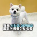 리즈애견미용 이미지