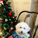 참플러스 덴탈 이미지