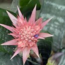 허브나라농원 이미지