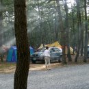 몽산포 송림 이미지