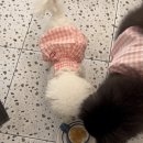 댕쓰마켓 이미지