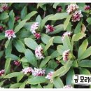 금모래PC 이미지