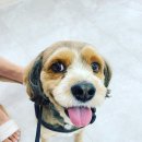 사랑해요동물병원 이미지