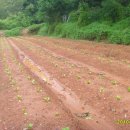 영곤농장 이미지