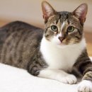 야옹야옹 이미지