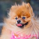 중부벳 동물운송 | 여행할 때 반려동물과 함께하는 방법 &amp; 준비물 리스트