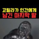 고릴라가 인간에게 남기는 마지막말 이미지