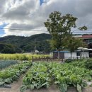 자등 5리 이미지