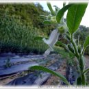 바리스타(노인) 이미지