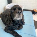 올리브펫살롱 이미지