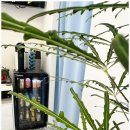 라렌에스테틱 이미지