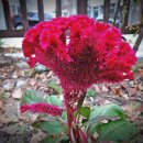 상수 태양광발전소 이미지