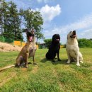 개두방정 이미지