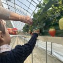 써니농장 | 양평 써니베리팜 딸기따기 체험 솔직후기 🍓 구정 연휴 아이랑 재미있게 다녀왔어요