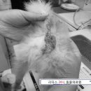 푸우동물병원 네이버블로그