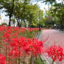 시문학교실(야간) | 대구 가볼만한곳 꽃무릇 명소 그린웨이 백합원 산책하기 좋은곳
