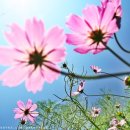 코스모스 이미지