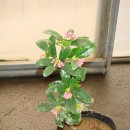 만리농장 이미지