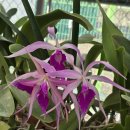 Brassocattleya Amethyst (Laelia purpurata x Brassavola cucullata) 이미지
