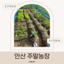 안산농장 | 안산 주말농장 신청 총정리 단원농장 실제 이용 후기·일정·방법