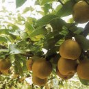 율석1리 이미지