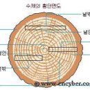 목재의 특성 이미지