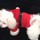 애견&만들기 이미지