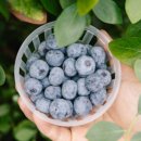 조천농장 이미지