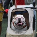 애견전람회 이미지