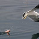 명품 갈매기 이미지